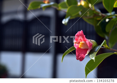 山茶花椿 134103278