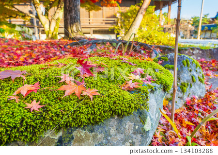 Late autumn scenery engraved in moss Late autumn scenery engraved in moss 134103288