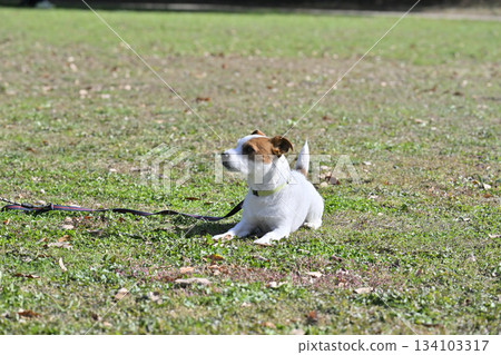 傑克羅素梗犬:保持不動並趴下。訓練 傑克羅素梗犬:保持不動並趴下。訓練 134103317