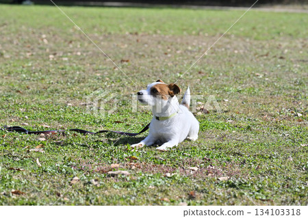 傑克羅素梗犬:保持不動並趴下。訓練 傑克羅素梗犬:保持不動並趴下。訓練 134103318