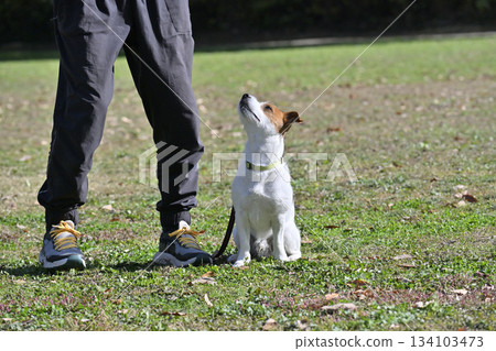 傑克羅素梗犬表演狗把戲 傑克羅素梗犬表演狗把戲 134103473