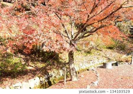 Ishido-ji Temple Autumn leaves 134103529