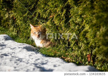 Ginger Cat Resting Beside Snow Under Dense Evergreen Bushes 134103635
