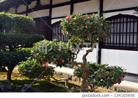 京都光勝寺的山茶花 134103698