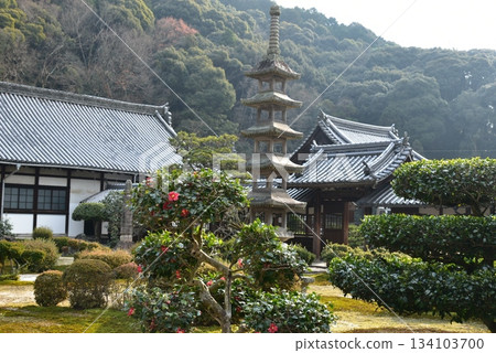 京都光勝寺的山茶花 134103700