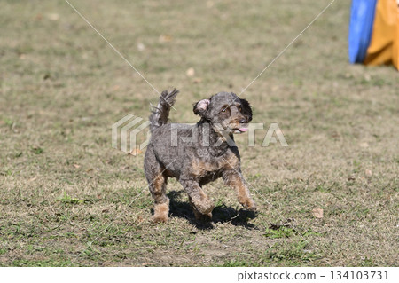一隻名叫Chiwapu（吉娃娃和貴賓犬的混種犬）的狗狗在狗跑道裡玩耍 134103731