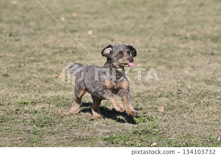 一隻名叫Chiwapu（吉娃娃和貴賓犬的混種犬）的狗狗在狗跑道裡玩耍 134103732