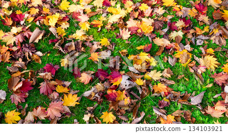 A carpet of fallen leaves found in an empty park in late autumn A carpet of fallen leaves found in an empty park in late autumn 134103921
