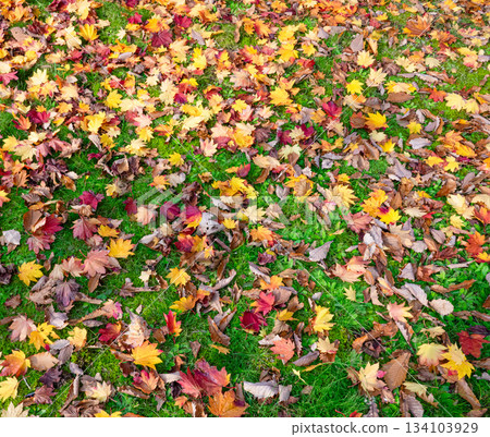 A carpet of fallen leaves found in an empty park in late autumn 134103929