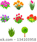 一套舒緩的插畫，描繪了各種色彩繽紛的植物。 134103958