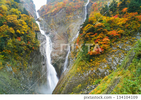 Toyama_A spectacular view of Shomyo Falls dyed in autumn leaves Toyama_A spectacular view of Shomyo Falls dyed in autumn leaves 134104109