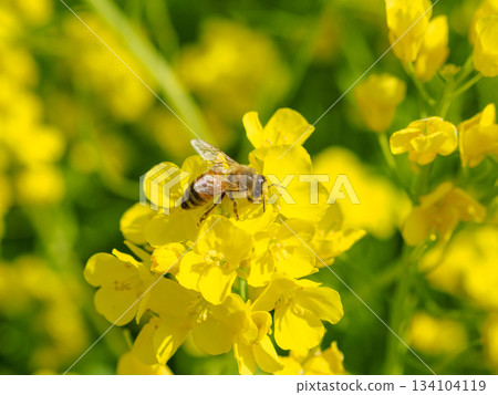 Image of bees swarming on rapeseed flowers Image of bees swarming on rapeseed flowers 134104119