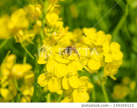 蜜蜂在油菜花上嗡嗡飛舞的圖片 134104123