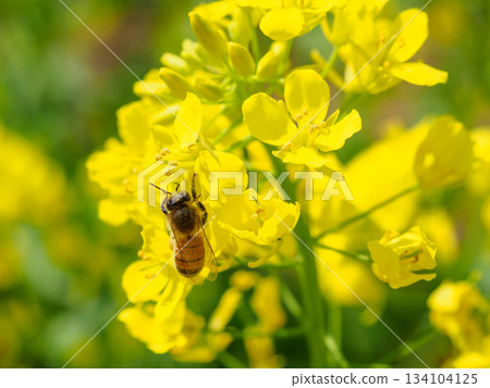 蜜蜂在油菜花上嗡嗡飛舞的圖片 134104125