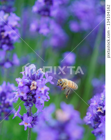 蜜蜂聚集在薰衣草上的形象 蜜蜂聚集在薰衣草上的形象 134104162