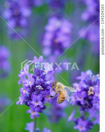 Image of bees gathering on lavender Image of bees gathering on lavender 134104163