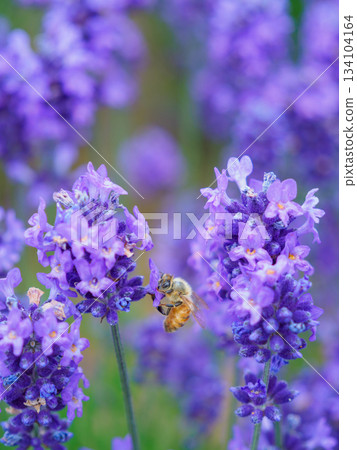 Image of bees gathering on lavender Image of bees gathering on lavender 134104164