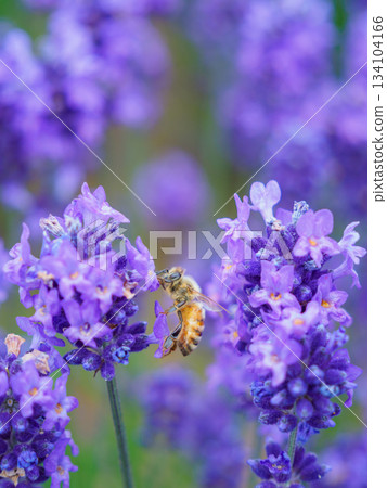 Image of bees gathering on lavender Image of bees gathering on lavender 134104166
