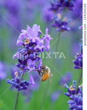 Image of bees gathering on lavender 134104168