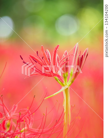 Image of spider lily blooming in full bloom (manjushaka) 134104200