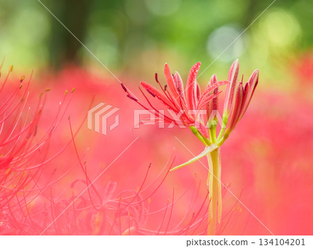 Image of spider lily blooming in full bloom (manjushaka) Image of spider lily blooming in full bloom (manjushaka) 134104201