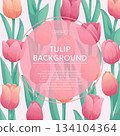 Colorful background with delicate tulips. The concept of a holiday, spring, women's day, Valentine's day. Vector illustration for the design of posters, flyers, postcards and invitations 134104364