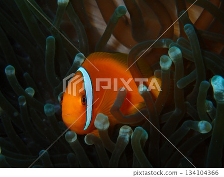 小丑魚躲在海葵裡 134104366