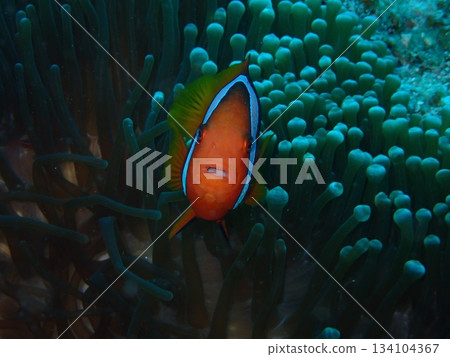 海葵中的小丑魚正面圖 134104367