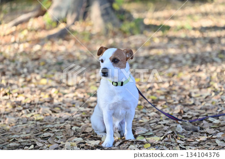 看著傑克羅素梗犬 看著傑克羅素梗犬 134104376