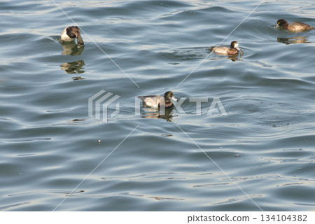 A flock of birds swimming in the sea 134104382