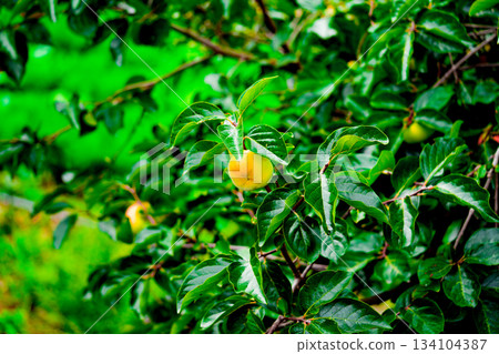 Persimmon tree with Ripe orange persimmons fruit in autumn garden in Korea Persimmon tree with Ripe orange persimmons fruit in autumn garden in Korea 134104387
