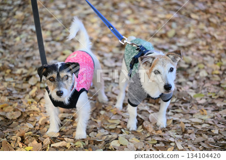 Two friendly Jack Russell Terriers walking on fallen leaves 134104420