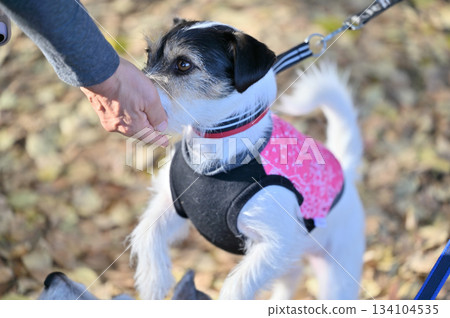 傑克羅素梗犬走在落葉上 134104535