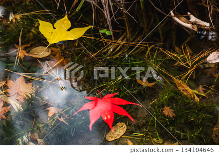 Colorful fallen leaves floating on the water surface [Nagano Prefecture] 134104646