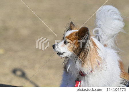Papillon face close-up Papillon face close-up 134104773