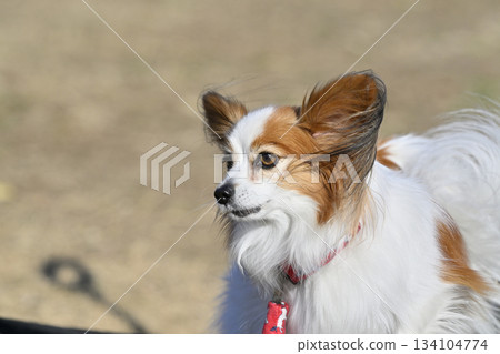 Papillon face close-up Papillon face close-up 134104774
