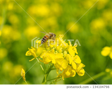 蜜蜂在油菜花上嗡嗡飛舞的圖片 134104798