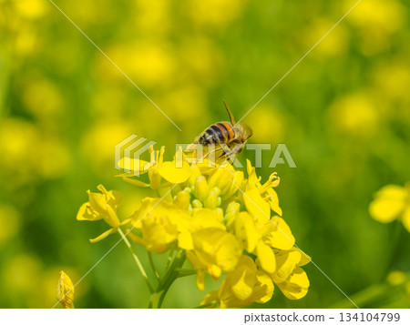 蜜蜂在油菜花上嗡嗡飛舞的圖片 134104799