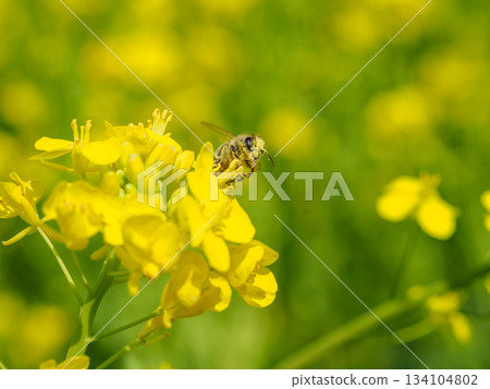 蜜蜂在油菜花上嗡嗡飛舞的圖片 134104802