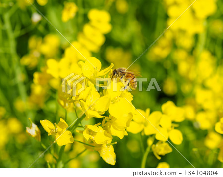 Image of bees swarming on rapeseed flowers Image of bees swarming on rapeseed flowers 134104804