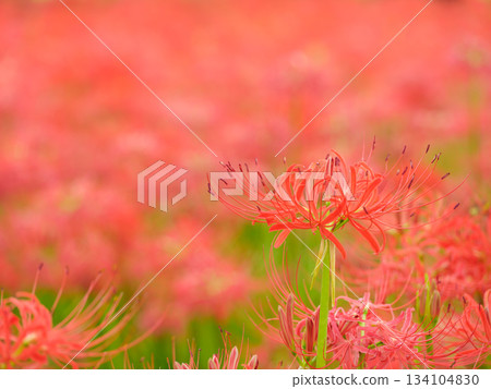 Image of spider lily blooming in full bloom (manjushaka) 134104830