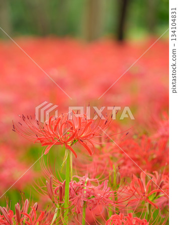 蜘蛛百合盛開的形象（manjushaka） 134104831