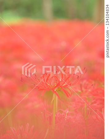 Image of spider lily blooming in full bloom (manjushaka) Image of spider lily blooming in full bloom (manjushaka) 134104834