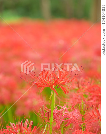 Image of spider lily blooming in full bloom (manjushaka) Image of spider lily blooming in full bloom (manjushaka) 134104835