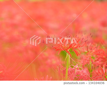 Image of spider lily blooming in full bloom (manjushaka) Image of spider lily blooming in full bloom (manjushaka) 134104836