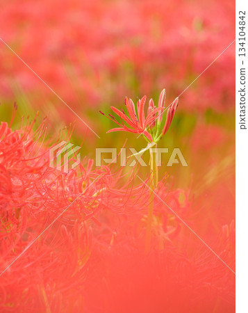 蜘蛛百合盛開的形象（manjushaka） 134104842