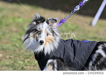Sheltie walk Sheltie walk 134104910
