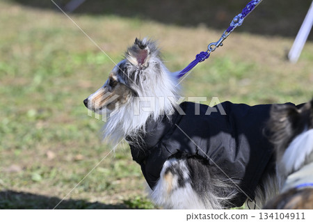 Sheltie walk 134104911