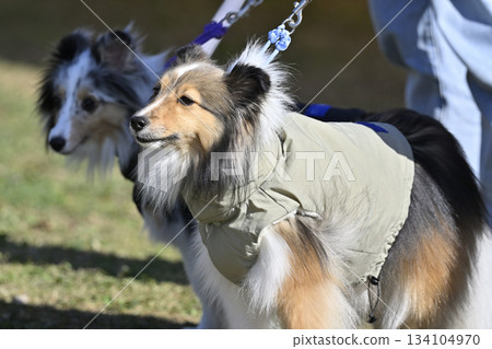 Friendly Sheltie Walk Friendly Sheltie Walk 134104970