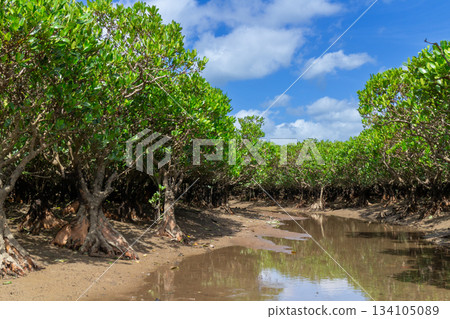 Image of low tide and mangrove forests on Amami Oshima 134105089